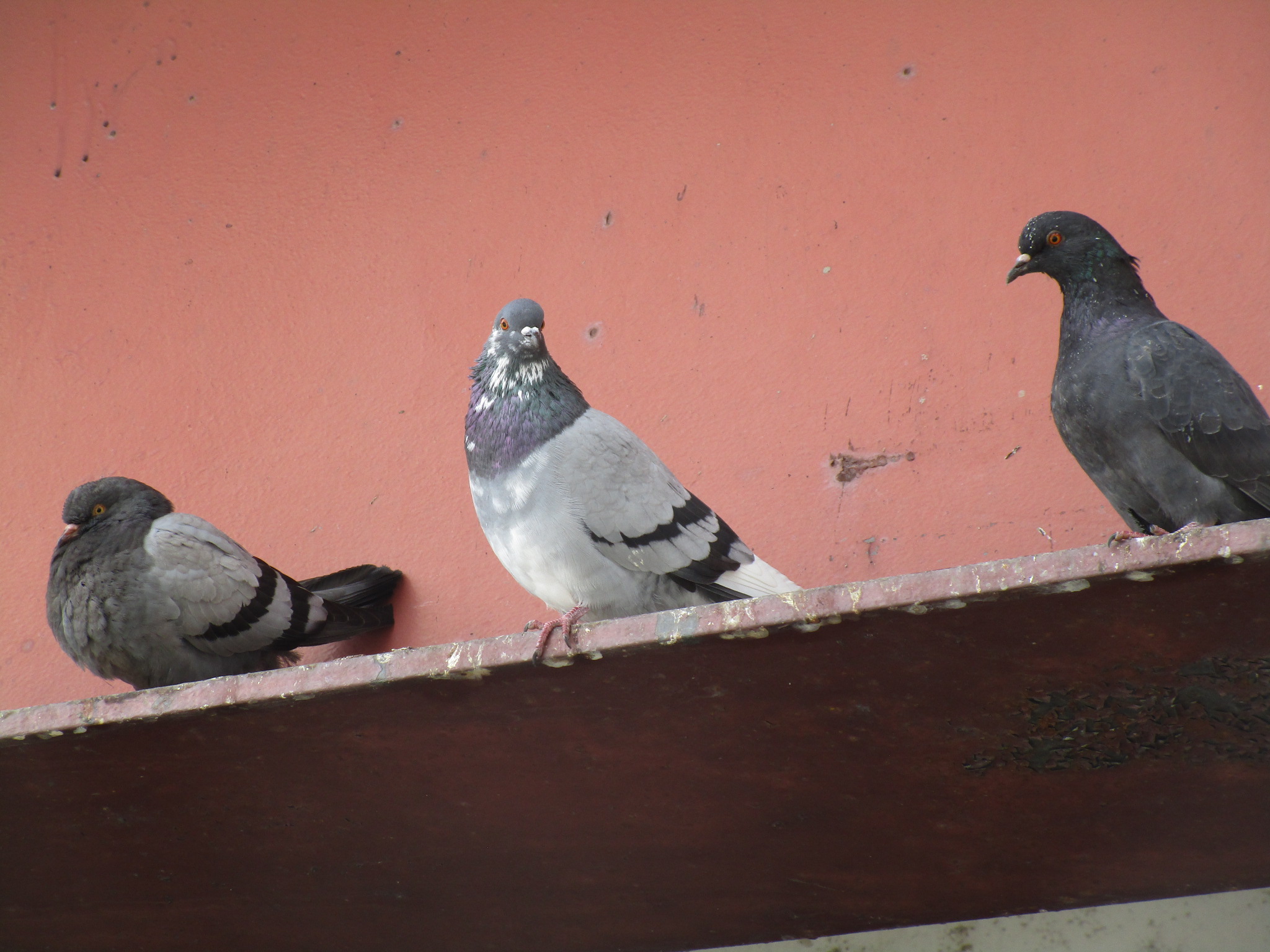 What Makes an Amateur?